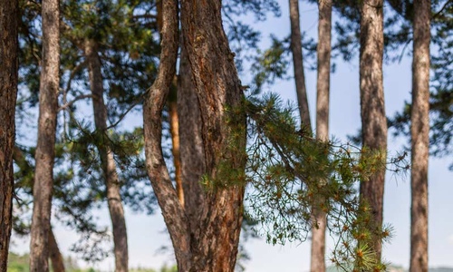Спокойствие и чар в  СПА Хотел Елбрус