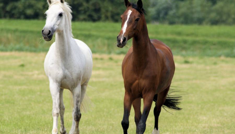 Horse Riding at SPA hotel Elbrus, Velingrad.