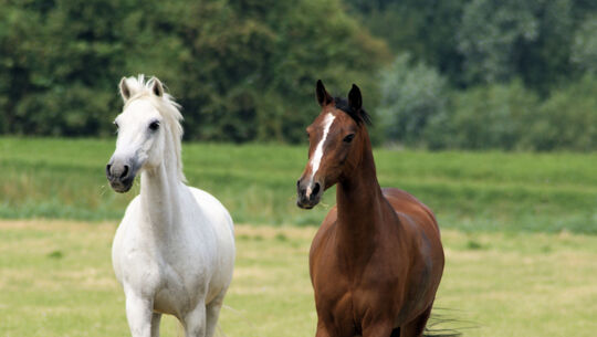 Horse Riding at SPA hotel Elbrus, Velingrad.