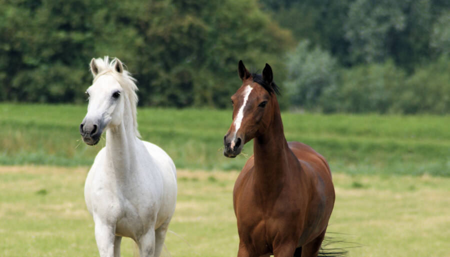 Horse Riding at SPA hotel Elbrus, Velingrad.